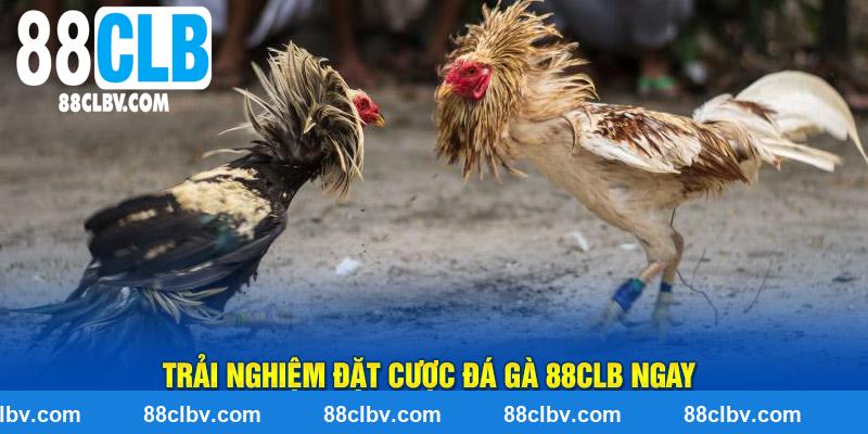 Trải nghiệm đặt cược đá gà 88CLB ngay